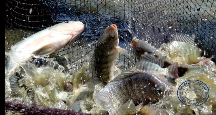 Best Feed Strategies for Fast-Growing Tilapia Category: Tilapia
