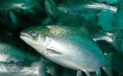 Organic Additives for Healthier Farmed Salmon