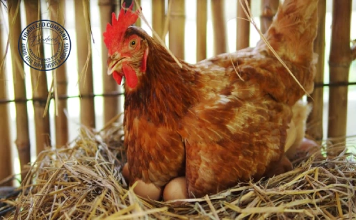 Common Layer Hen Diseases