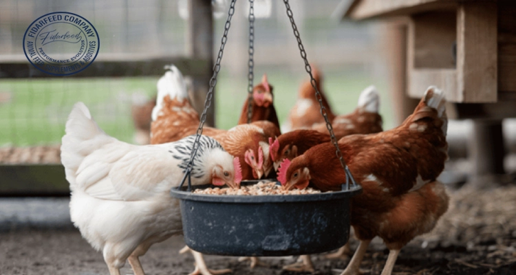 Optimum Broiler Development Guide: From Chick to Market-Ready Bird