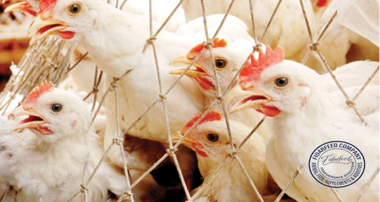 Probiotics for Poultry Farming: Boost Gut Health & Performance