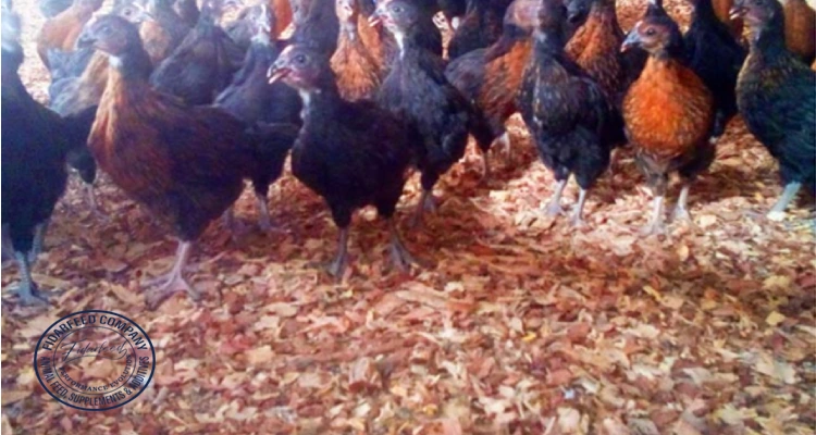 What is the Best Way to Manage Poultry Litter on My Farm? A Comprehensive Guide