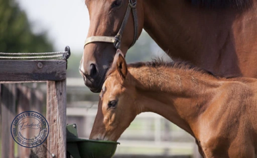 Healthy Horse Feeding