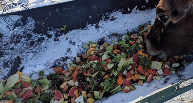 How to Convert Food Waste to Animal Feed: A Step-by-Step Guide