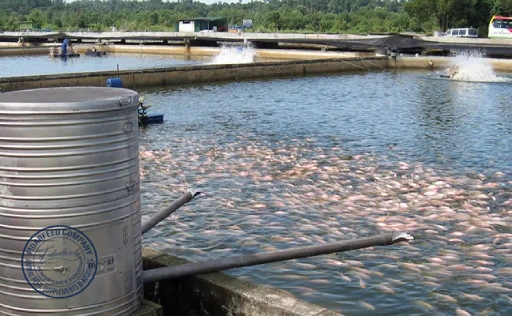 Best Feeding Methods in Fish Farming
