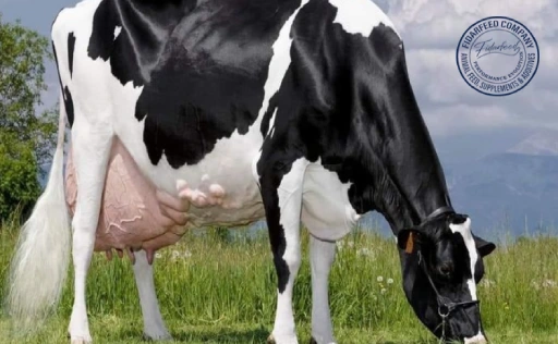 Holstein Cow Physical Characteristics